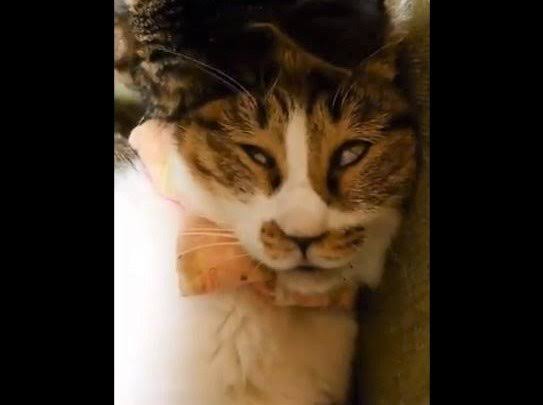 あざとい猫と寝顔ひどい猫を交互になってなくて良いから貼るトピ🐾part2