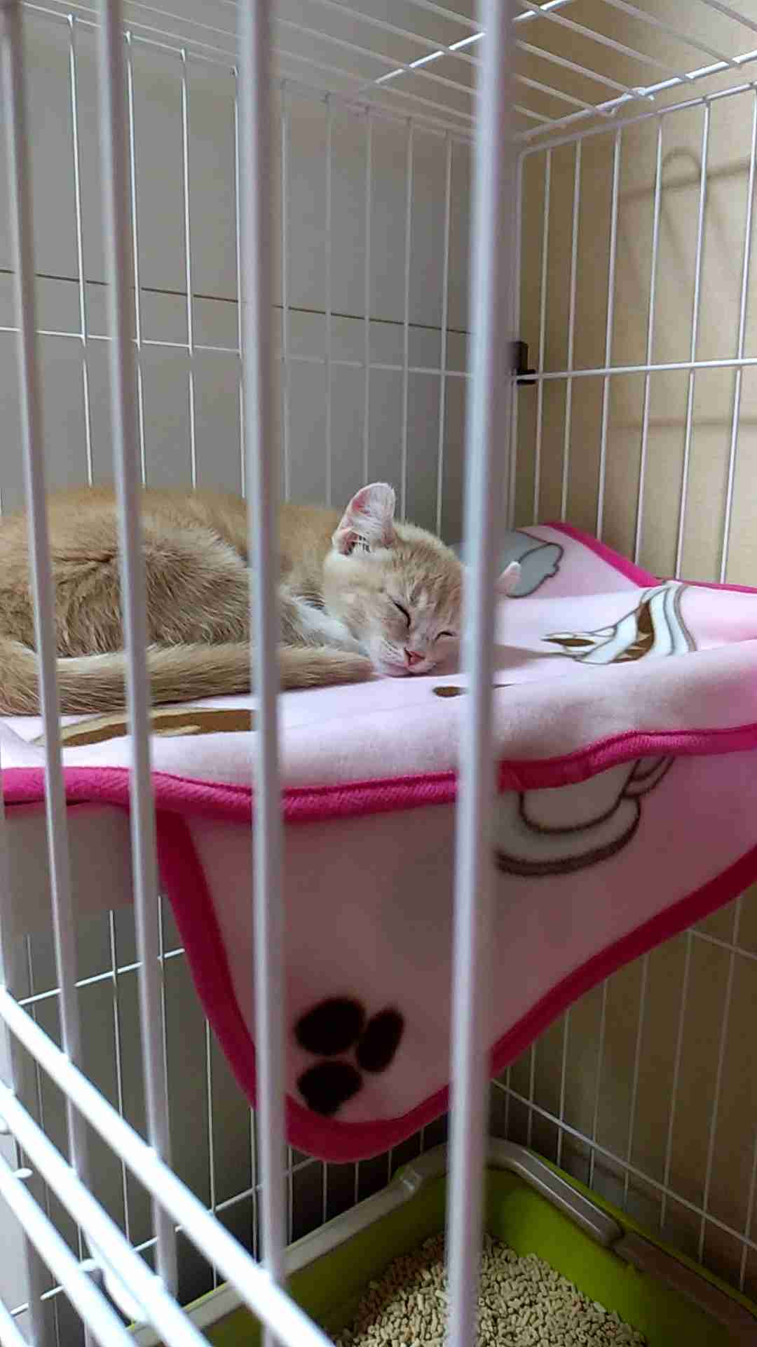 あざとい猫と寝顔ひどい猫を交互になってなくて良いから貼るトピ🐾part2