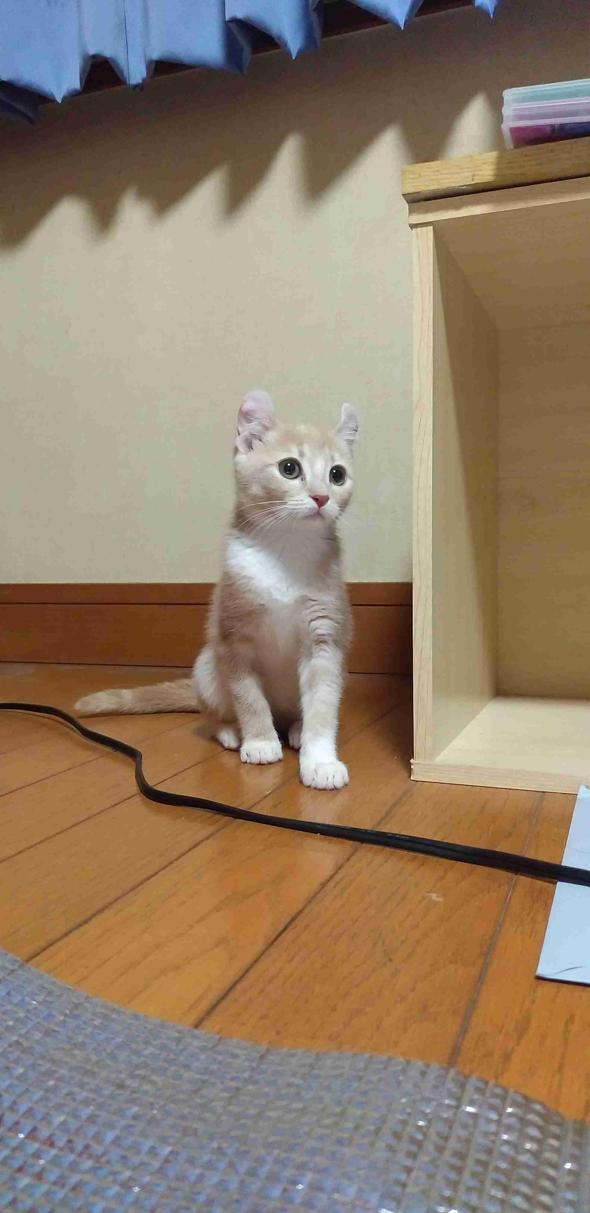 あざとい猫と寝顔ひどい猫を交互になってなくて良いから貼るトピ🐾part2