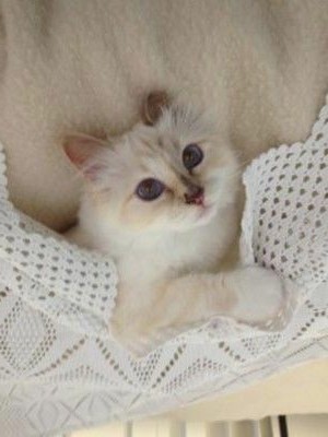 あざとい猫と寝顔ひどい猫を交互になってなくて良いから貼るトピ🐾part2