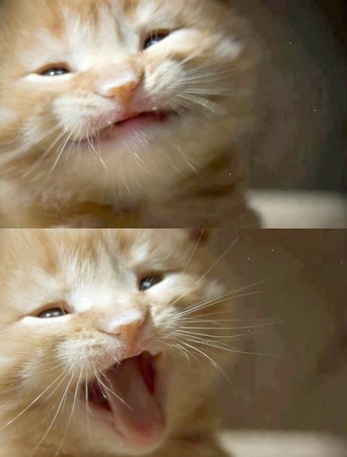 あざとい猫と寝顔ひどい猫を交互になってなくて良いから貼るトピ🐾part2