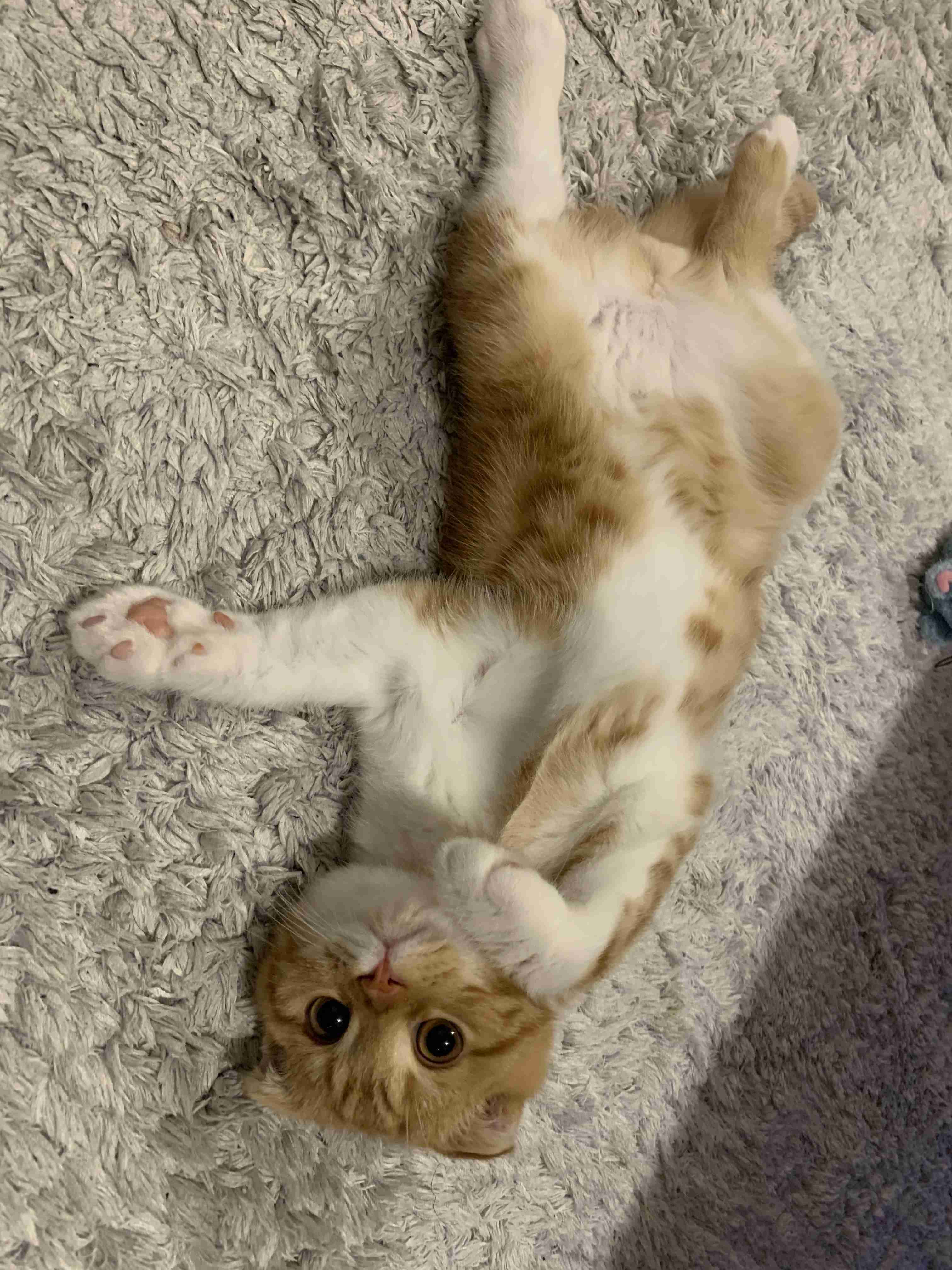 あざとい猫と寝顔ひどい猫を交互になってなくて良いから貼るトピ🐾part2