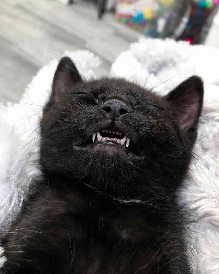 あざとい猫と寝顔ひどい猫を交互になってなくて良いから貼るトピ🐾part2