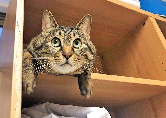 あざとい猫と寝顔ひどい猫を交互になってなくて良いから貼るトピ🐾part2