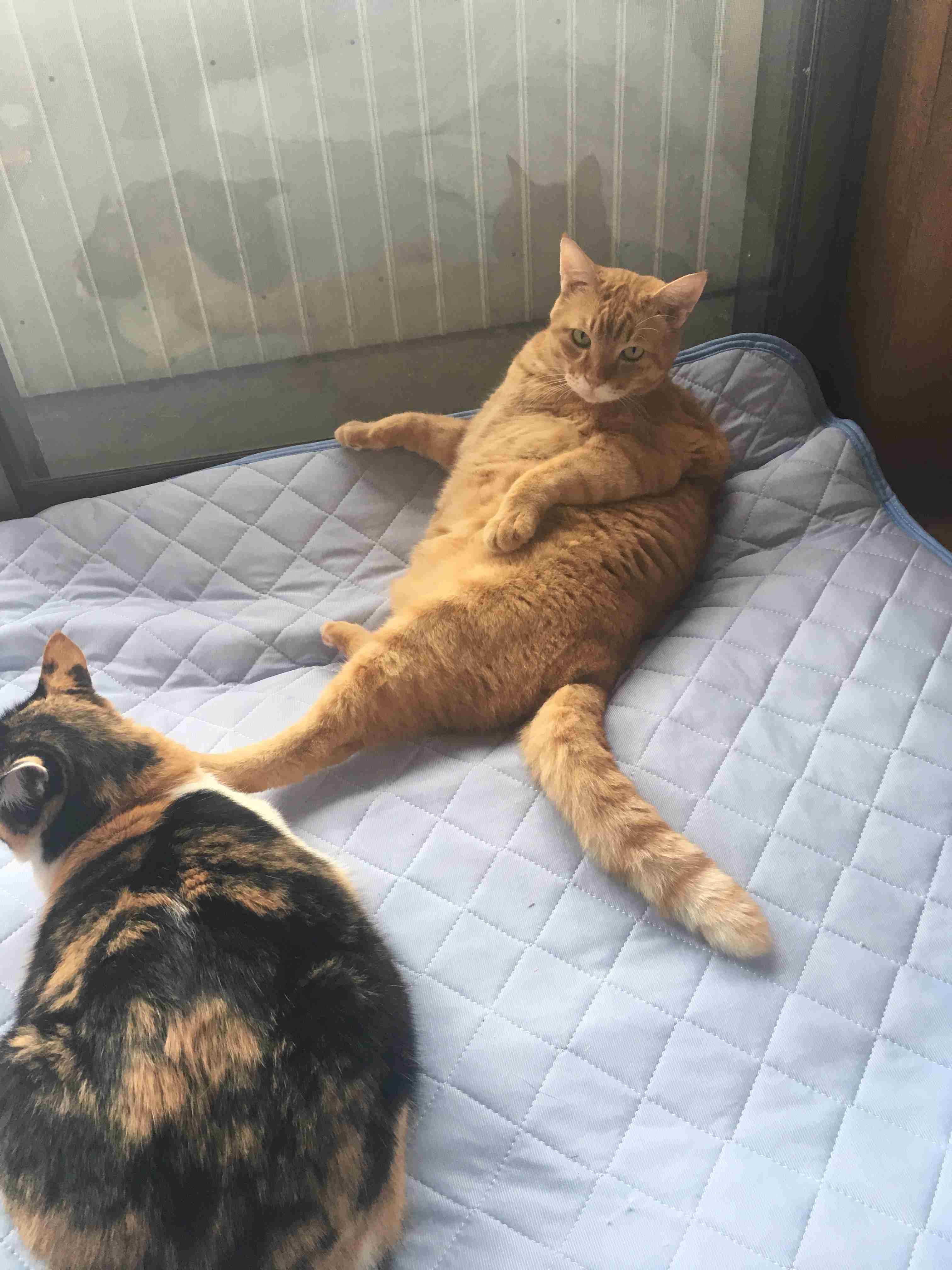 あざとい猫と寝顔ひどい猫を交互になってなくて良いから貼るトピ🐾part2
