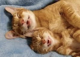 あざとい猫と寝顔ひどい猫を交互になってなくて良いから貼るトピ🐾part2