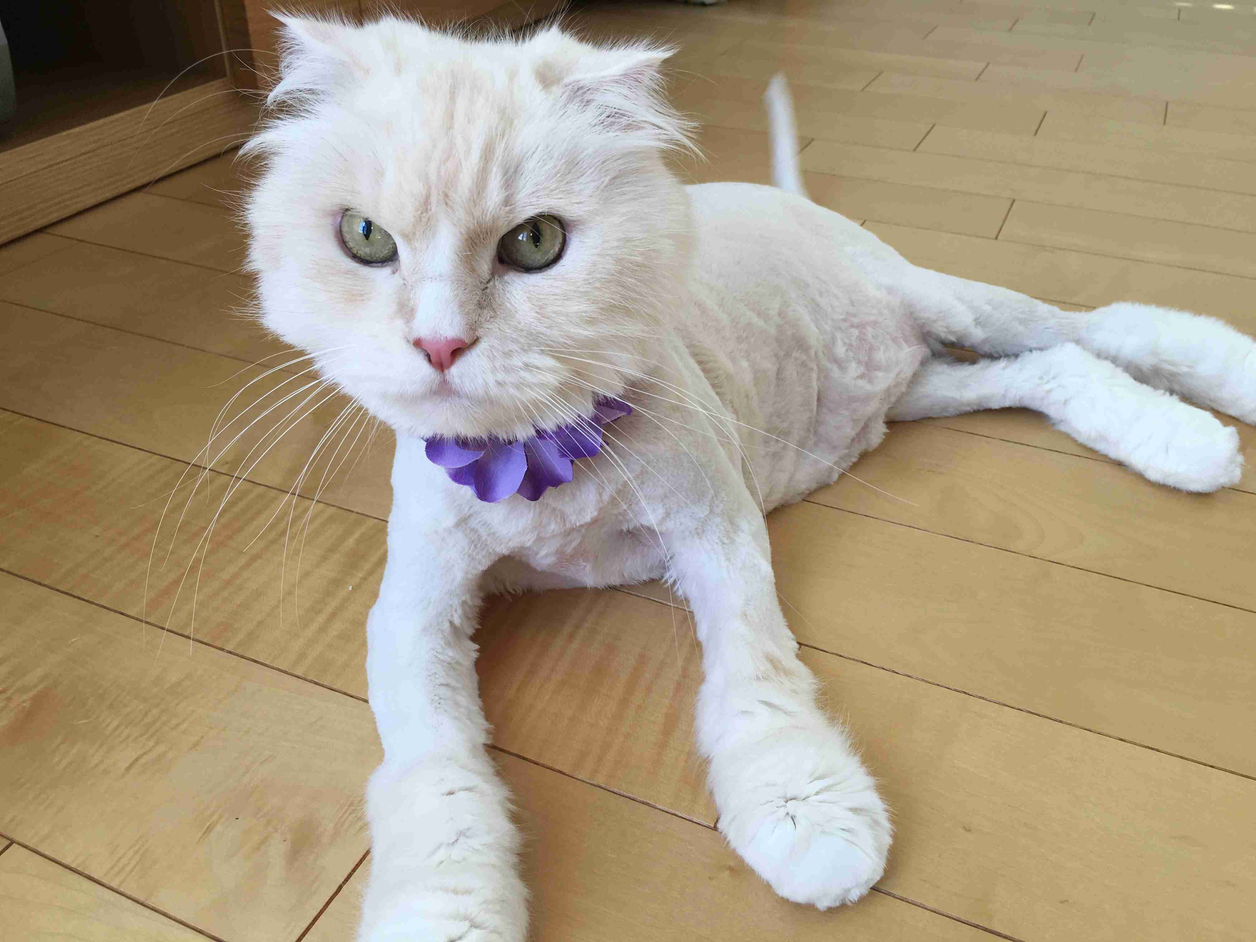 あざとい猫と寝顔ひどい猫を交互になってなくて良いから貼るトピ🐾part2