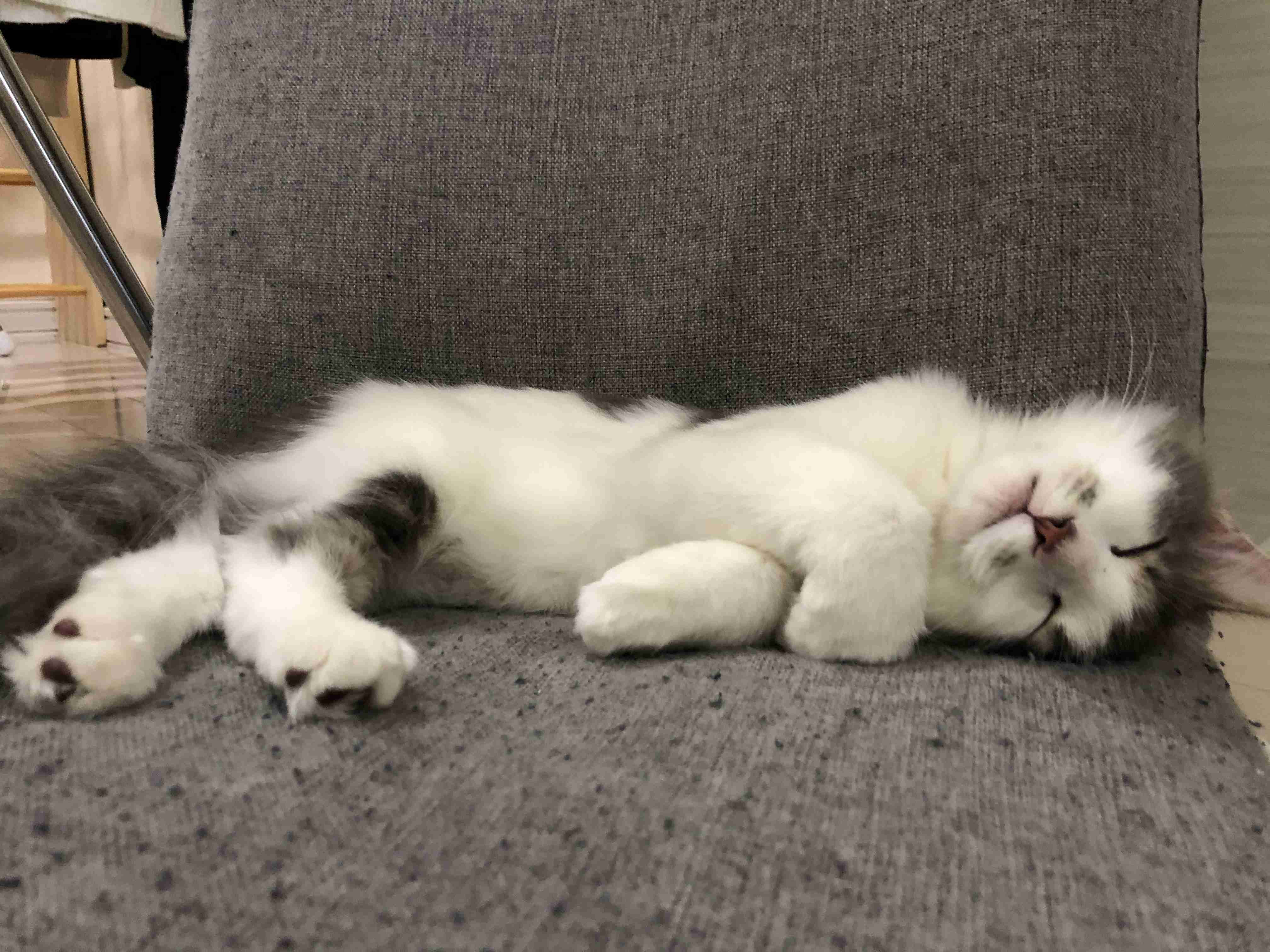 あざとい猫と寝顔ひどい猫を交互になってなくて良いから貼るトピ🐾part2