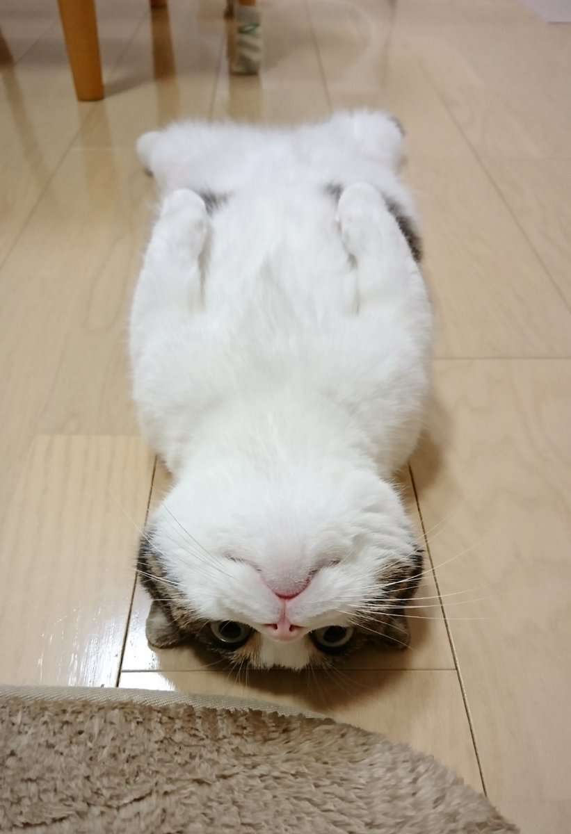 あざとい猫と寝顔ひどい猫を交互になってなくて良いから貼るトピ🐾part2