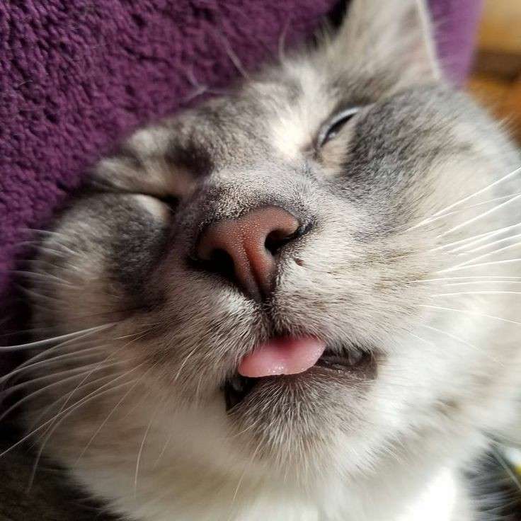 あざとい猫と寝顔ひどい猫を交互になってなくて良いから貼るトピ🐾part2