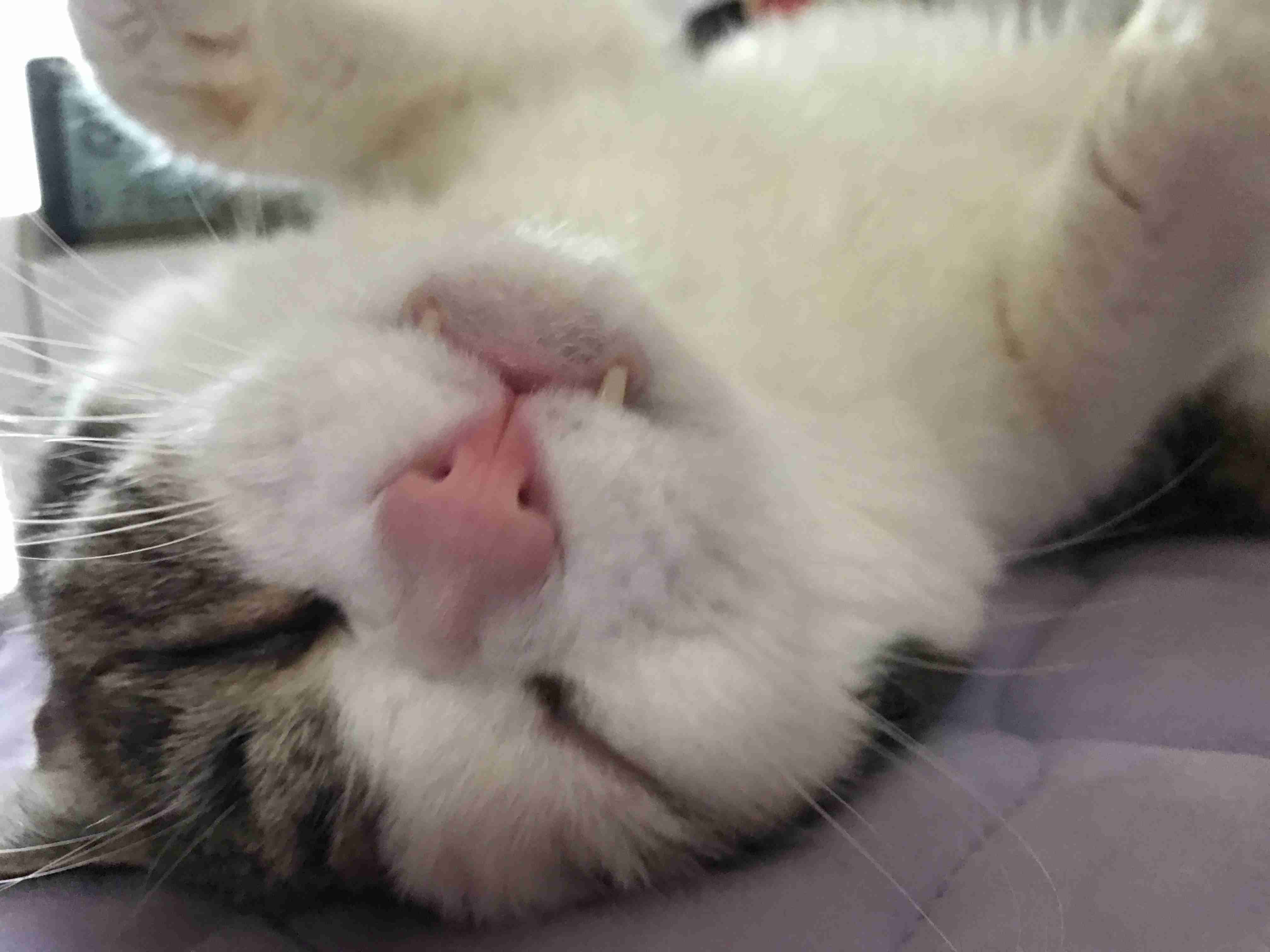 あざとい猫と寝顔ひどい猫を交互になってなくて良いから貼るトピ🐾part2