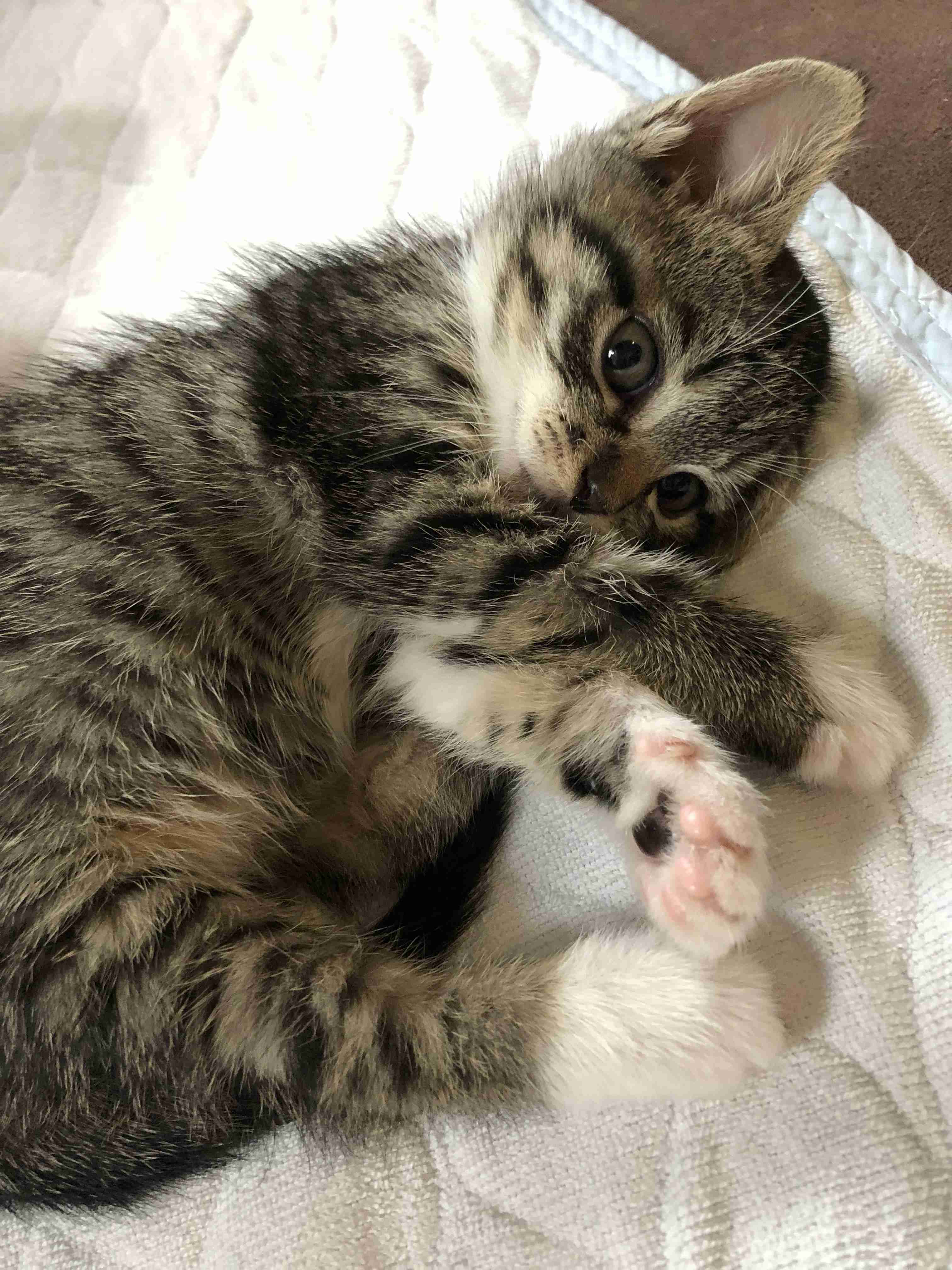 あざとい猫と寝顔ひどい猫を交互になってなくて良いから貼るトピ🐾part2