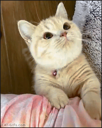 あざとい猫と寝顔ひどい猫を交互になってなくて良いから貼るトピ🐾part2