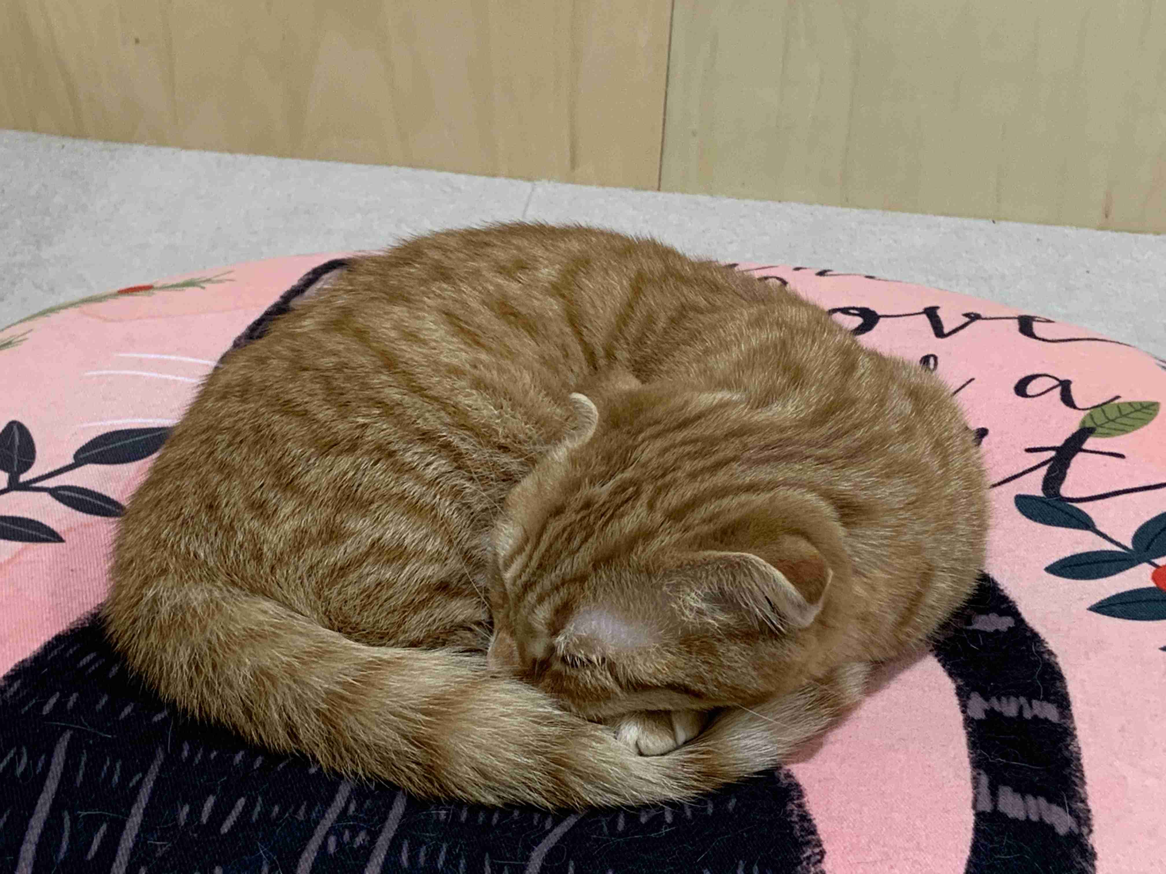 あざとい猫と寝顔ひどい猫を交互になってなくて良いから貼るトピ🐾part2