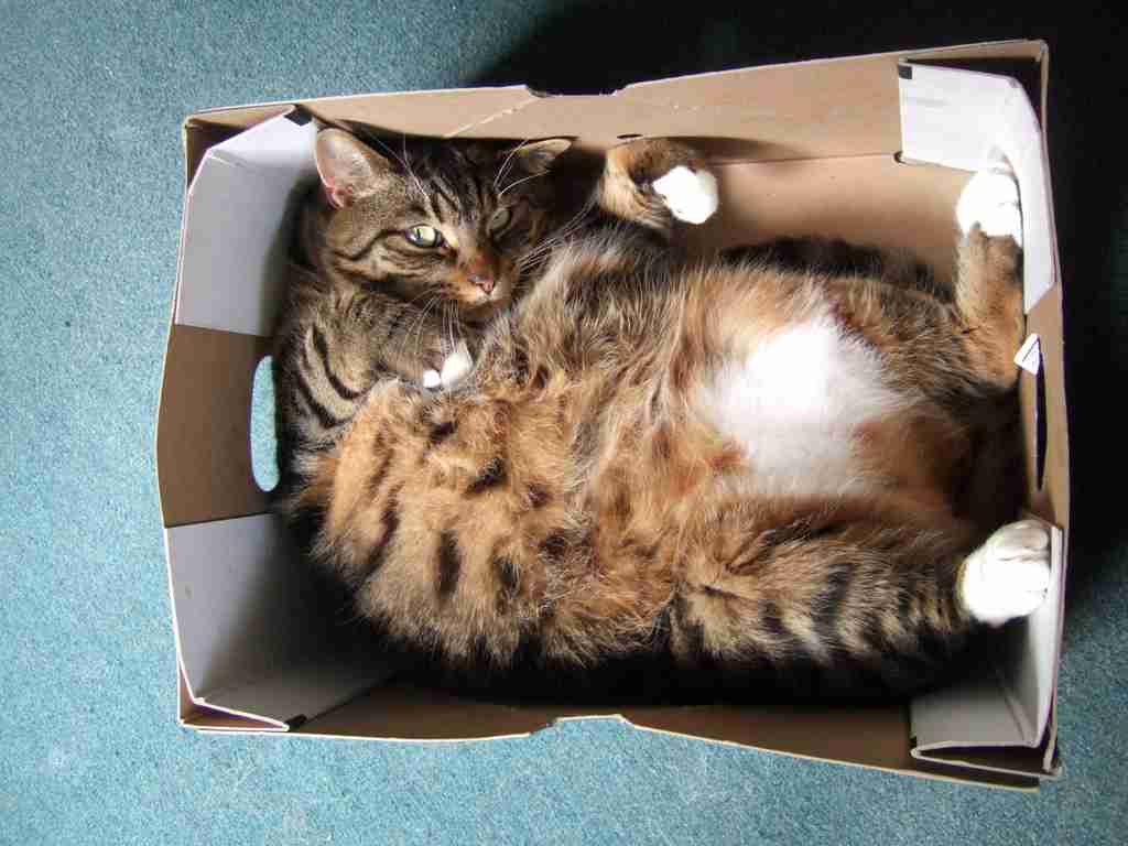 あざとい猫と寝顔ひどい猫を交互になってなくて良いから貼るトピ🐾part2