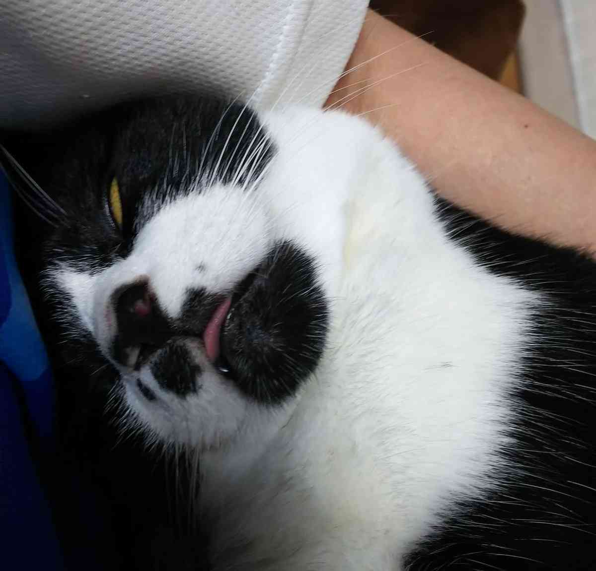 あざとい猫と寝顔ひどい猫を交互になってなくて良いから貼るトピ🐾part2