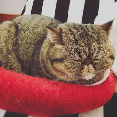 あざとい猫と寝顔ひどい猫を交互になってなくて良いから貼るトピ🐾part2