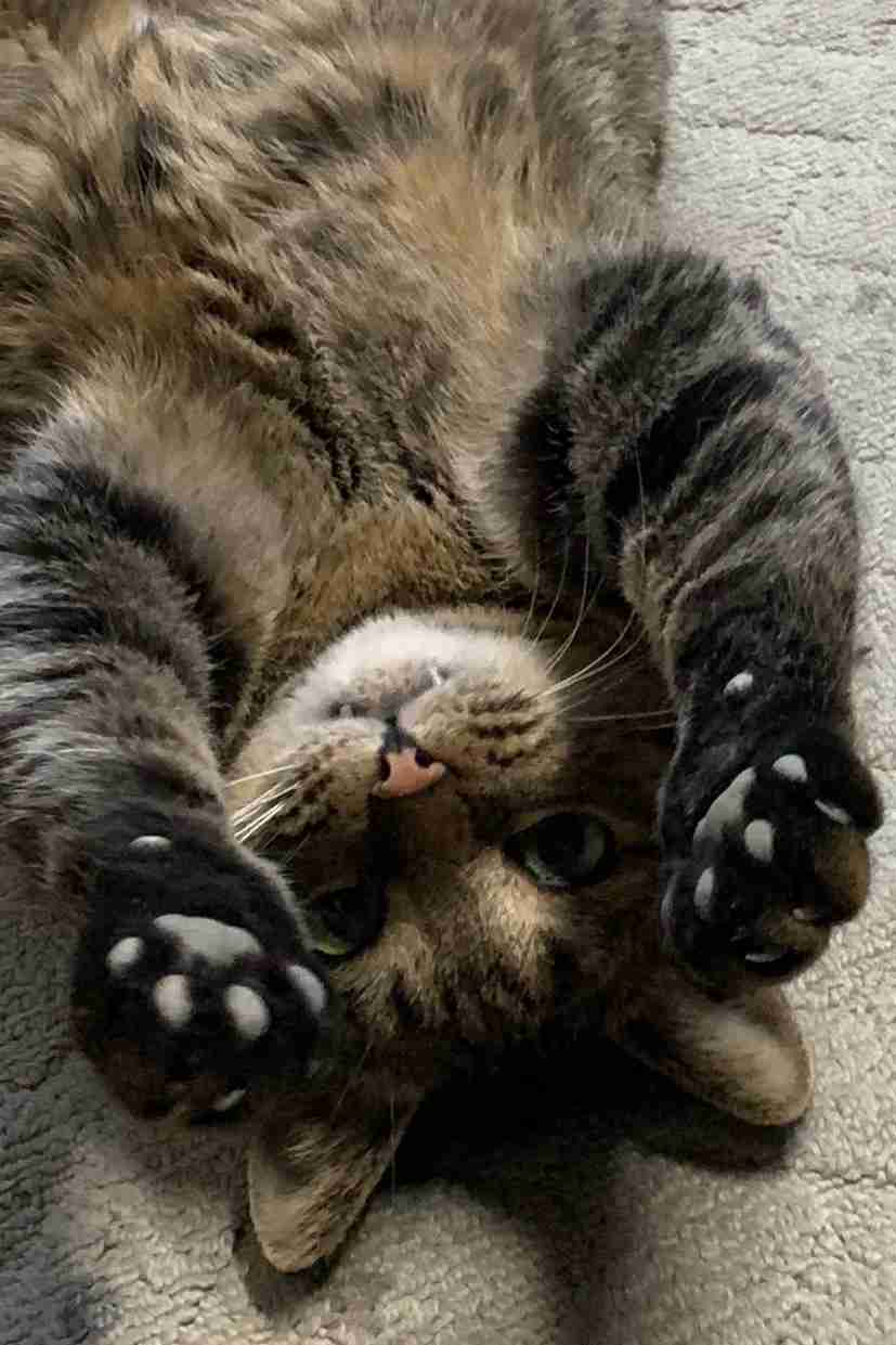 あざとい猫と寝顔ひどい猫を交互になってなくて良いから貼るトピ🐾part2