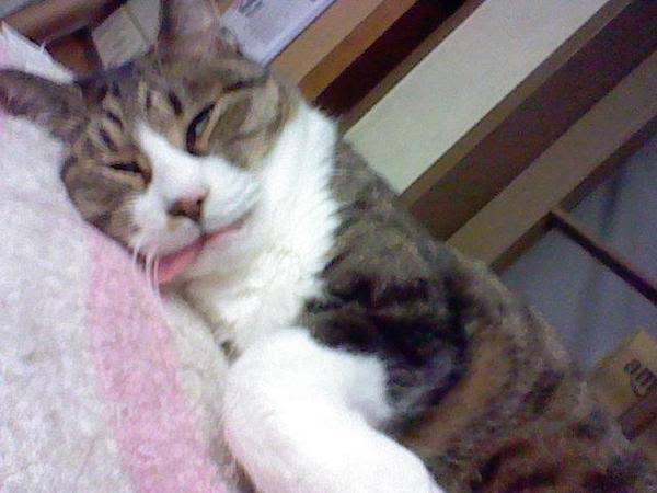 あざとい猫と寝顔ひどい猫を交互になってなくて良いから貼るトピ🐾part2