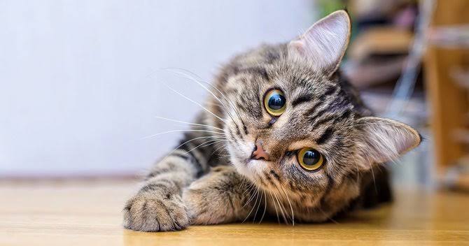 あざとい猫と寝顔ひどい猫を交互になってなくて良いから貼るトピ🐾part2