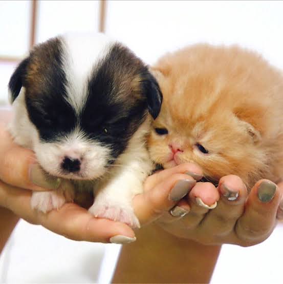 あざとい猫と寝顔ひどい猫を交互になってなくて良いから貼るトピ🐾part2