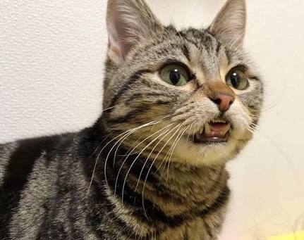 ペットを飼って変わったこと