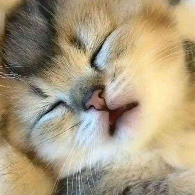 ペットを飼って変わったこと