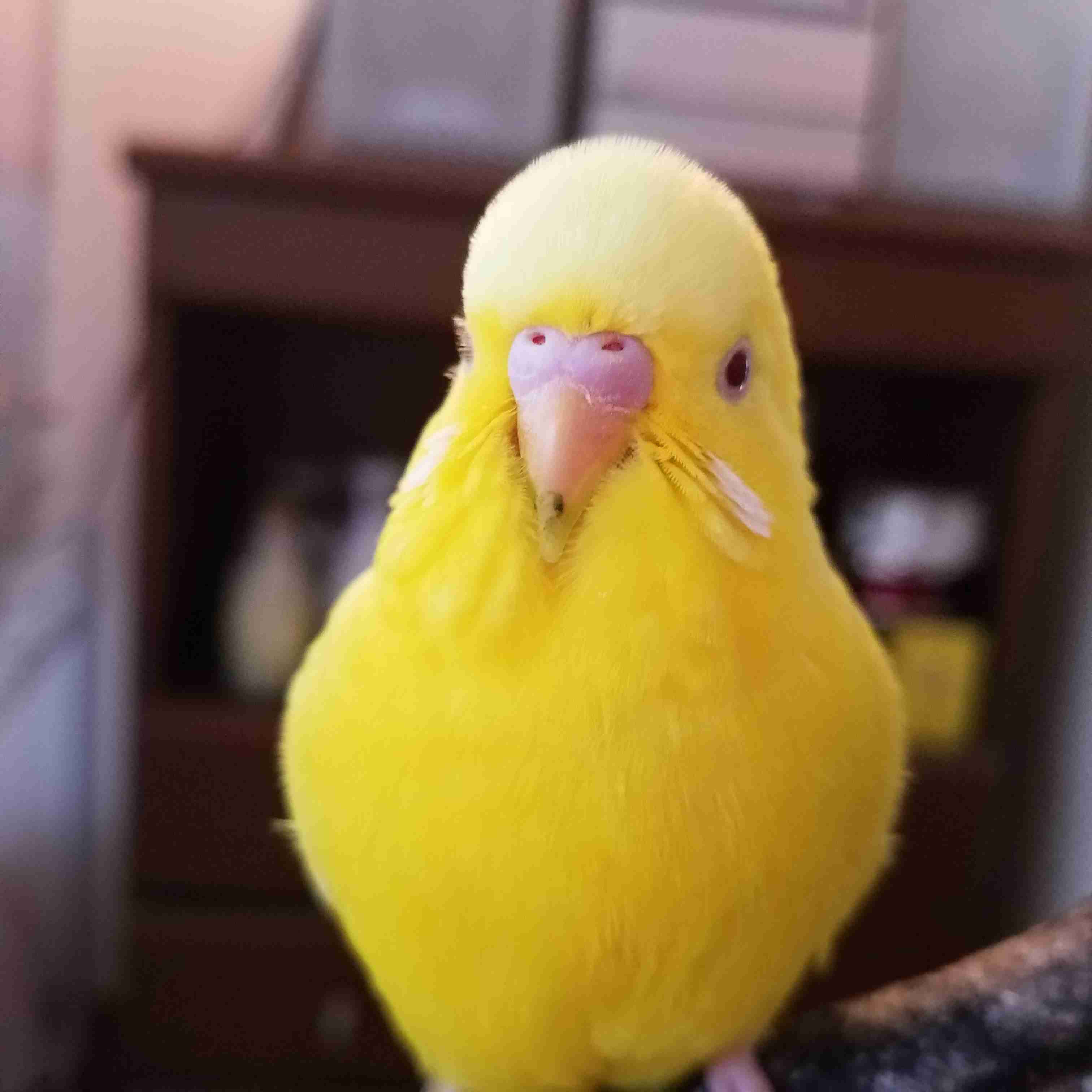 ペットを飼って変わったこと