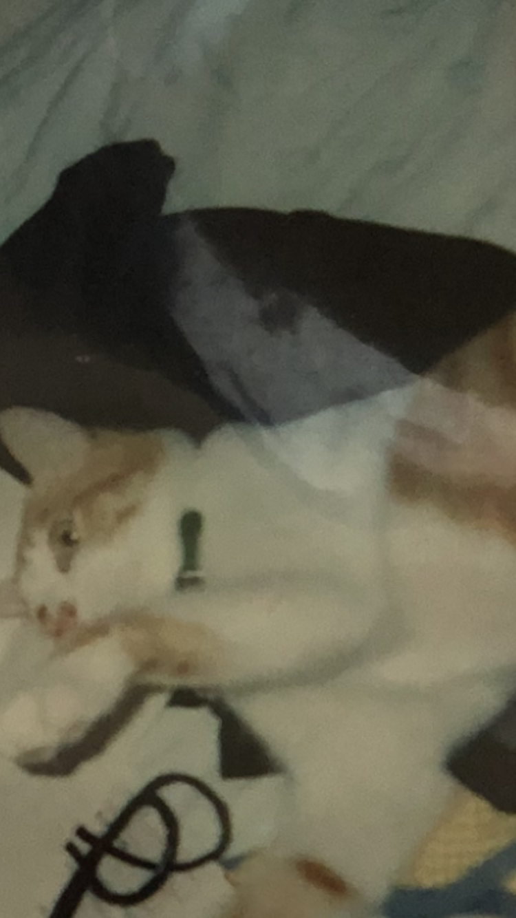ペットを飼って変わったこと