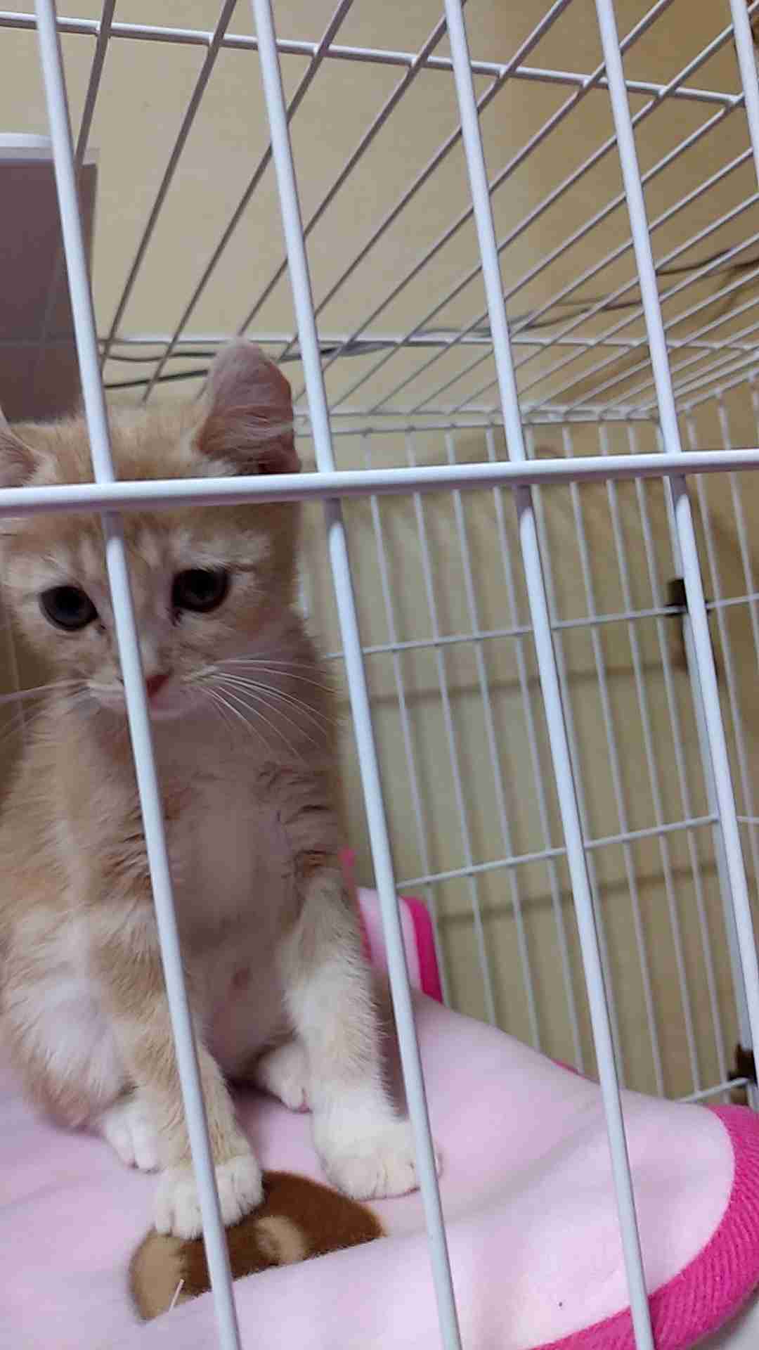 ペットを飼って変わったこと