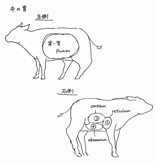 胃腸炎