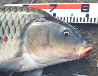 お祭りで手に入れた金魚が2年で巨大化　体長30センチに（米）