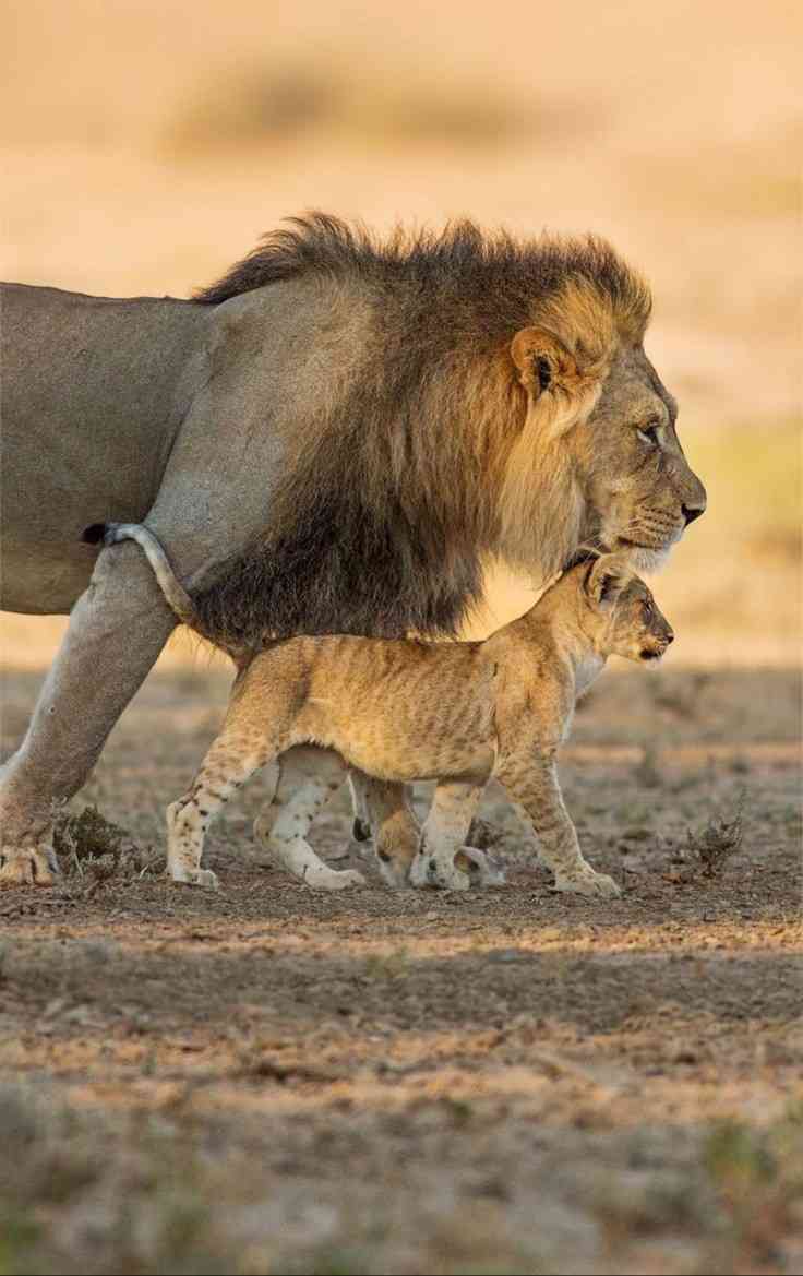 息子と父親の仲の良さ