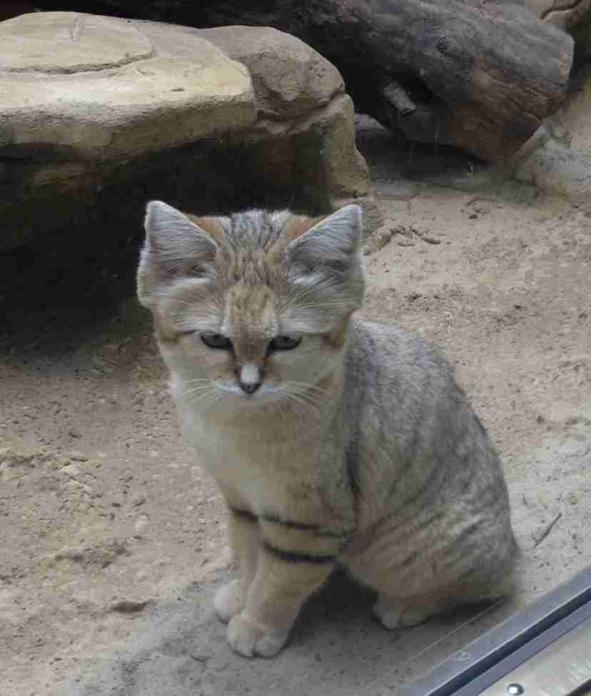 日本初登場 モフモフかわいいスナネコちゃんが那須どうぶつ王国で3月日に公開 ガールズちゃんねる Girls Channel