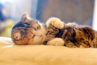 【スギちゃん雑談】そろそろ花粉症シーズンだぜぇ〜part45〜