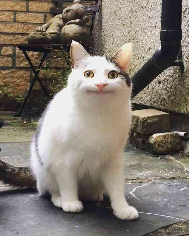 自分に似ている動物の画像 ガールズちゃんねる Girls Channel 自分に似ている動物の画像 ガールズちゃんねる Girls Channel