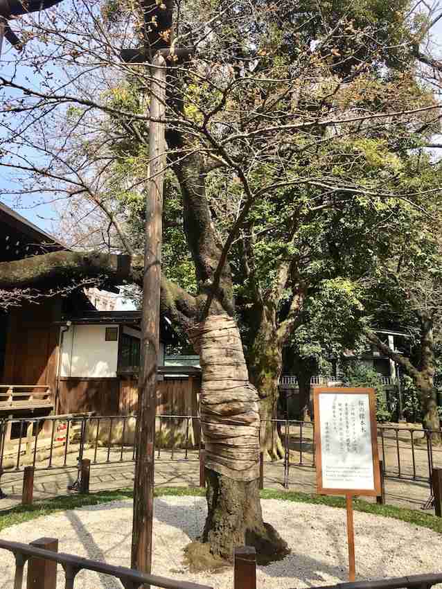 東京で桜開花、最速記録　全国一番乗り