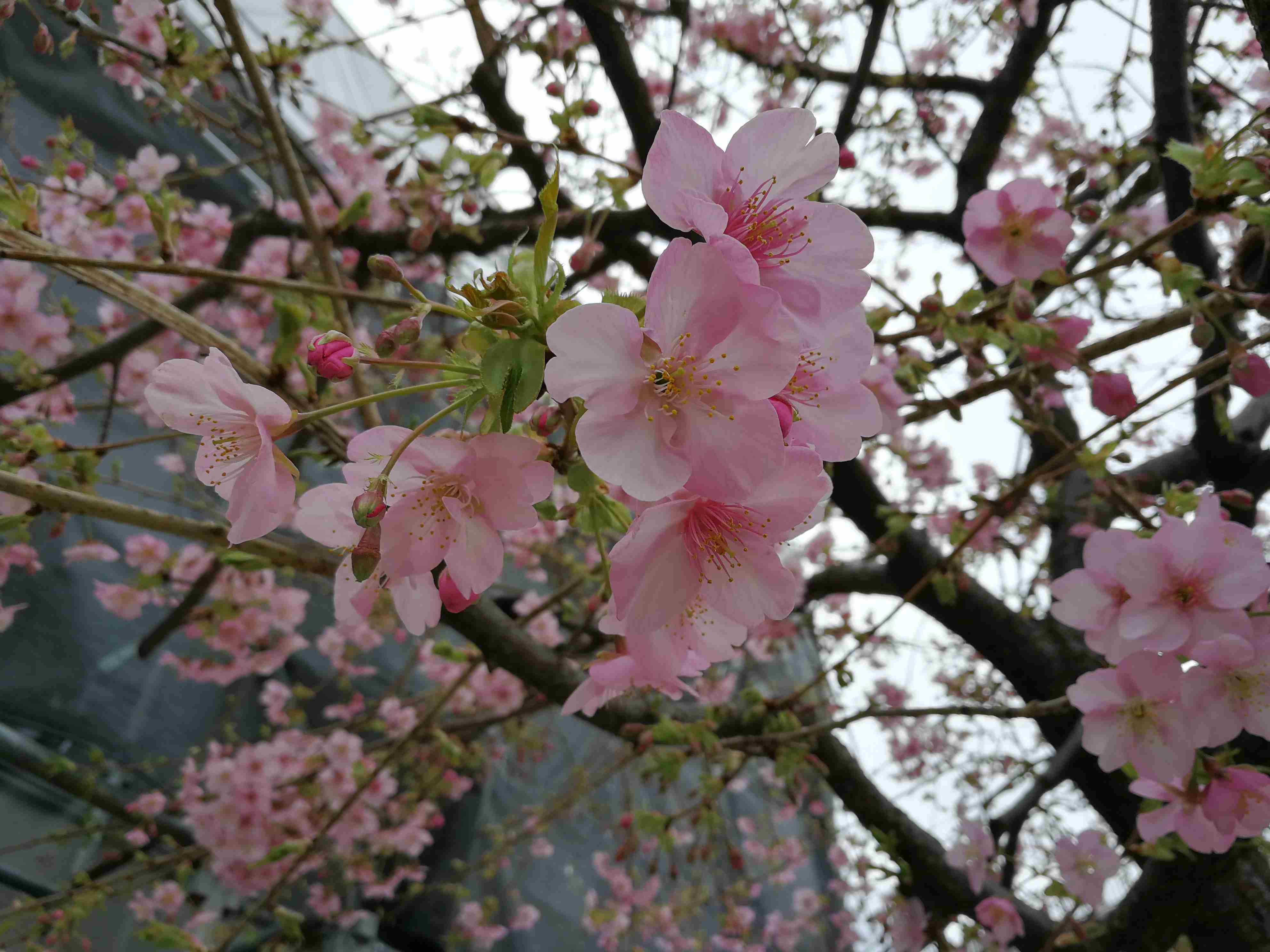東京で桜開花、最速記録　全国一番乗り