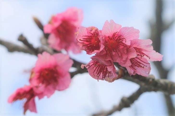 東京で桜開花、最速記録　全国一番乗り