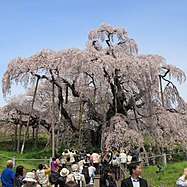 東京で桜開花、最速記録　全国一番乗り