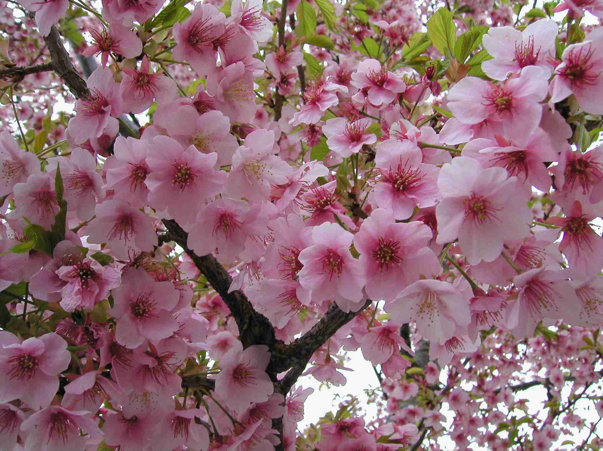 東京で桜開花、最速記録　全国一番乗り