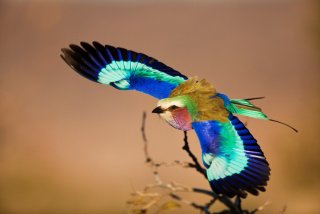 カラフルな画像