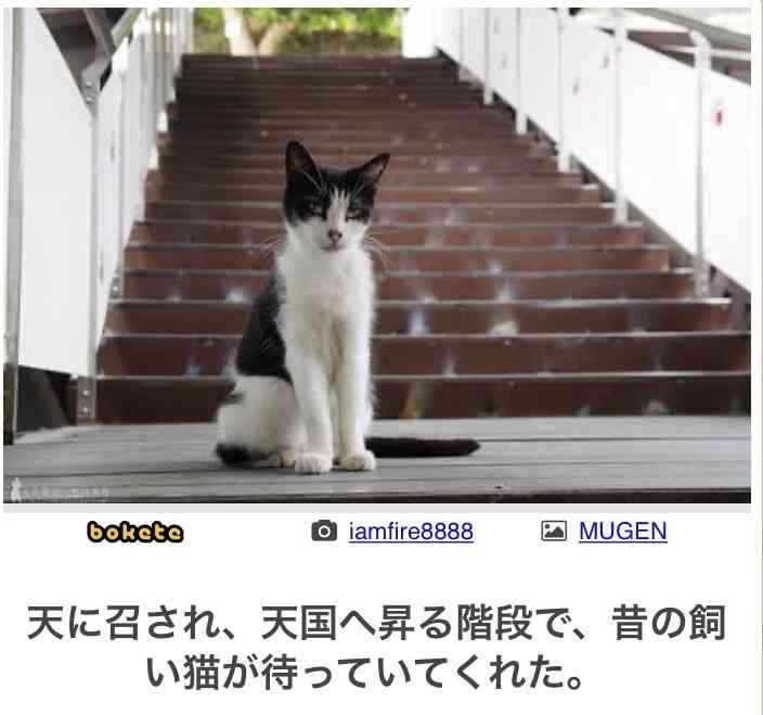 亡くなったペットへ伝えたい事