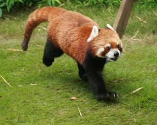 走る動物たち