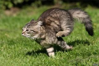 走る動物たち
