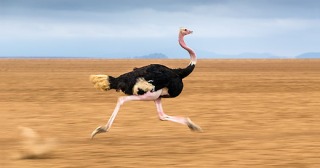 走る動物たち