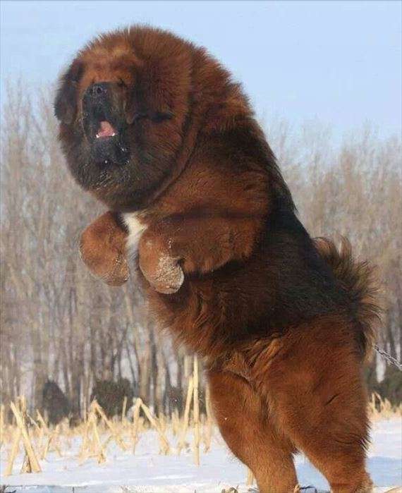 走る動物たち