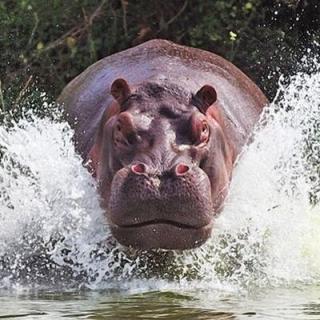 走る動物たち
