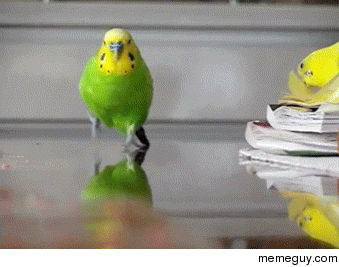 走る動物たち
