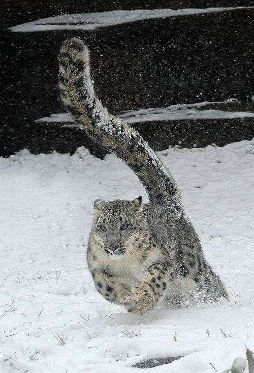 走る動物たち